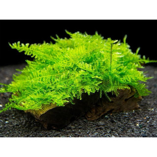 (2 tấm 8cmx15cm) rêu mini xmas trang trí bể thuỷ sinh không cần co2
