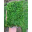 rêu mini xmas trang trí bể thuỷ sinh không cần co2