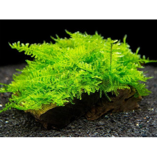 Rêu mini xmas 1 hộp 2 tấm || Rêu Gắn Bonsai, gắn layout thuỷ sinh, bể cá cảnh