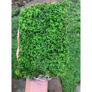 Rêu mini xmas 1 hộp 2 tấm || Rêu Gắn Bonsai, gắn layout thuỷ sinh, bể cá cảnh
