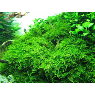 rêu spinky thủy sinh hàng ươm tự nhiên , dùng trang trí thủy sinh