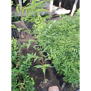 cây sầu đâu ăn lá, trộn gỏi khô cá lóc  cây to ( hàng tuyển)