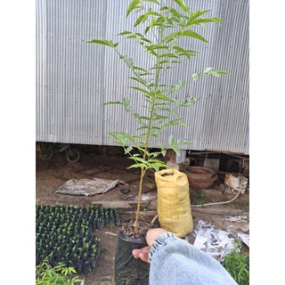2 cây sầu đâu ăn lá, trộn gỏi khô cá lóc  cây to ( hàng tuyển)