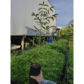 mua(5 tặng1) combo 5cây sầu đâu ăn lá, trộn gỏi khô cá lóc  cây to ( hàng tuyển)