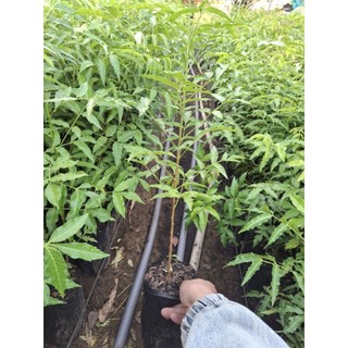 mua(5 tặng1) combo 5cây sầu đâu ăn lá, trộn gỏi khô cá lóc  cây to ( hàng tuyển)