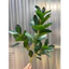 Cành lá chanh , lá chè 3 nhánh 65cm - cây lá giả cao cấp