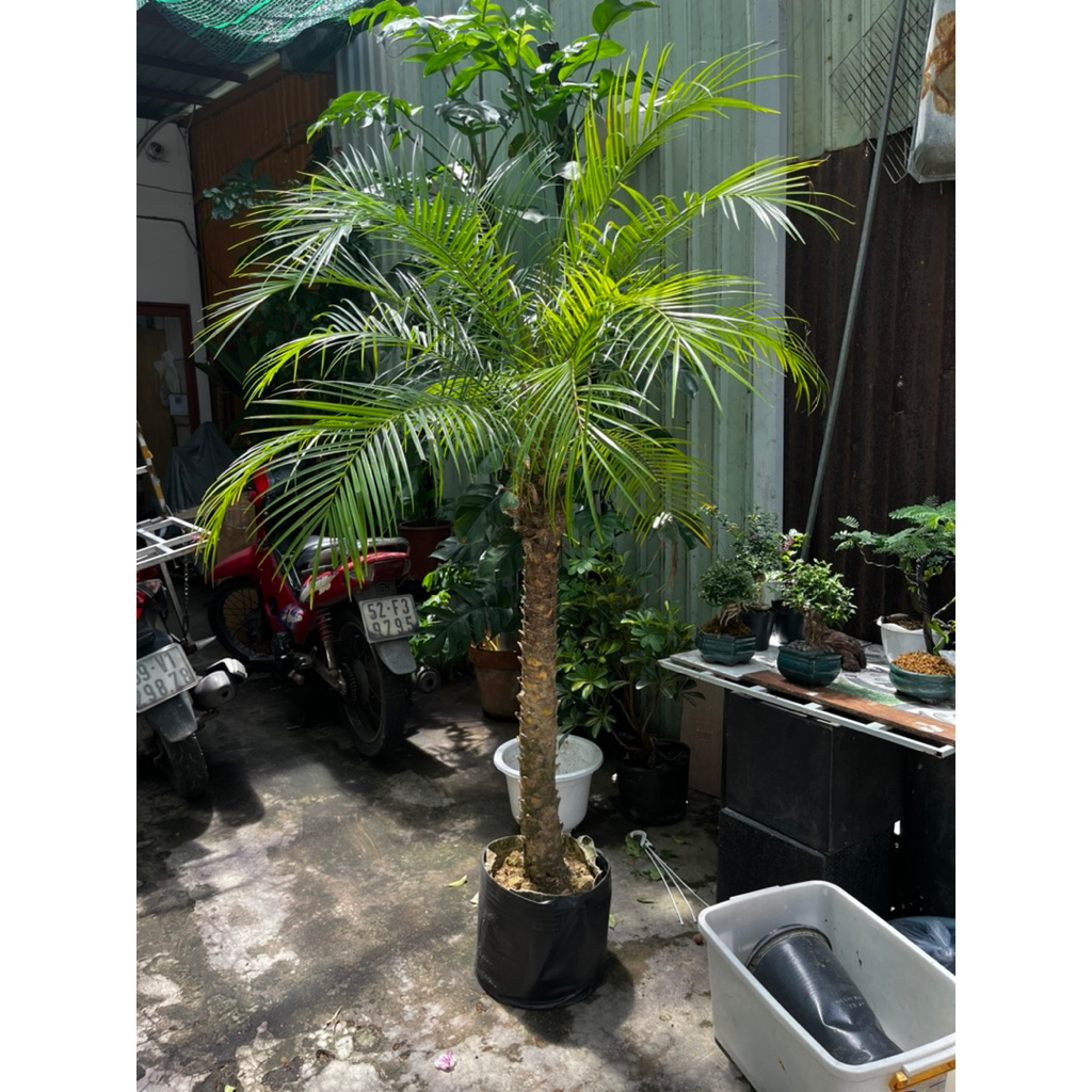 [Ship hỏa tốc] Cây nga mi lớn decor đẹp 1m4-2m - Cây nội ngoại thất- Cây trang trí sân vườn