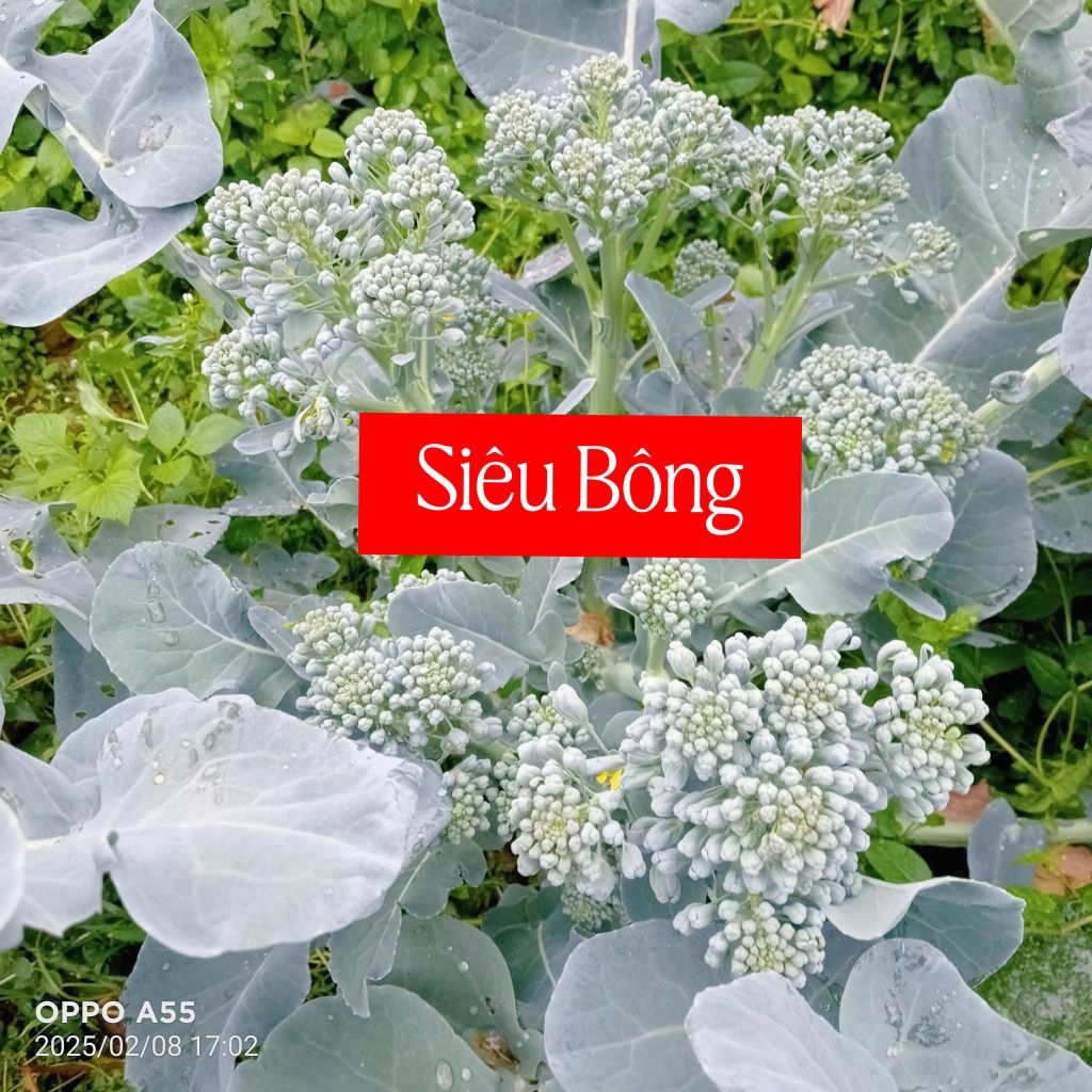 hạt giống suplo baby siêu bông 50 hạt🌈 Thu hoạch cực bền, ăn ngon