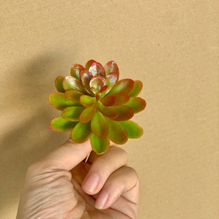 COMBO 10 bông Sen đá nhựa 7cm hàng loại 1–Bông xoè nở đều,  🌵 trang trí nội thất, quán cà phê, studio chụp ảnh, sân vườn