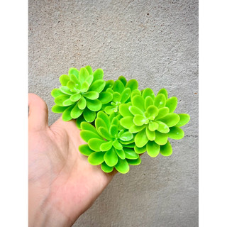 COMBO 10 bông Sen đá nhựa 7cm hàng loại 1–Bông xoè nở đều,  🌵 trang trí nội thất, quán cà phê, studio chụp ảnh, sân vườn