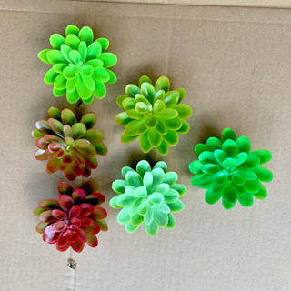 COMBO 10 bông Sen đá nhựa 7cm hàng loại 1–Bông xoè nở đều,  🌵 trang trí nội thất, quán cà phê, studio chụp ảnh, sân vườn