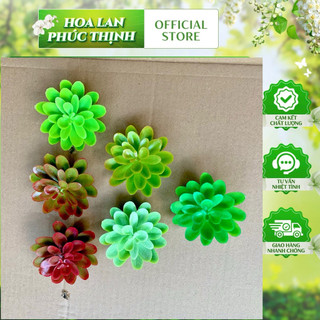 COMBO 10 bông Sen đá nhựa 7cm hàng loại 1–Bông xoè nở đều,  🌵 trang trí nội thất, quán cà phê, studio chụp ảnh, sân vườn
