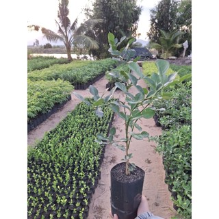 cây chúc lỡ, chanh thái. cây chanh thái.Cây tầm 9 tháng