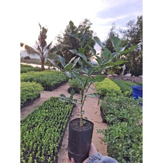 cây chúc lỡ, chanh thái. cây chanh thái.Cây tầm 9 tháng