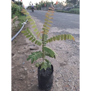 cây ô môi miền tây siêu trái, hoa đẹp.Đặc sản miền tây- trang trí sân vừờn
