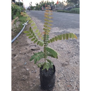 cây ô môi miền tây siêu trái, hoa đẹp.Đặc sản miền tây- trang trí sân vừờn