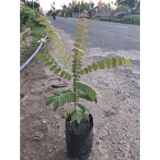 cây ô môi miền tây siêu trái, hoa đẹp.Đặc sản miền tây- trang trí sân vừờn