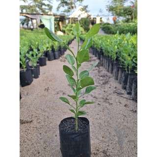 6cây chúc 90k.chanh thái. chanh thái.6 tháng ( nhà vừờn