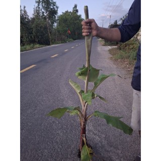 cây giống chuối cau, chuối cao siêu trái
