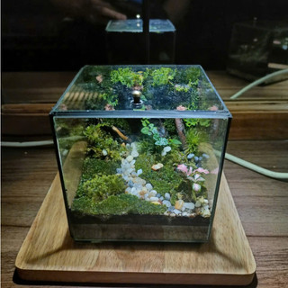 Terrarium Phong Thủy "RỪNG THIÊNG THU NHỎ" quà tặng phong thủy, trang trí nhà cửa