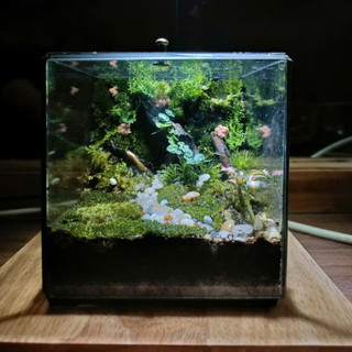 Terrarium Phong Thủy "RỪNG THIÊNG THU NHỎ" quà tặng phong thủy, trang trí nhà cửa