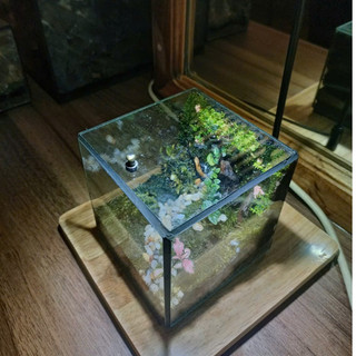 Terrarium Phong Thủy "RỪNG THIÊNG THU NHỎ" quà tặng phong thủy, trang trí nhà cửa