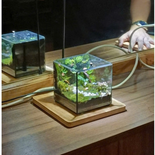 Terrarium Phong Thủy "RỪNG THIÊNG THU NHỎ" quà tặng phong thủy, trang trí nhà cửa
