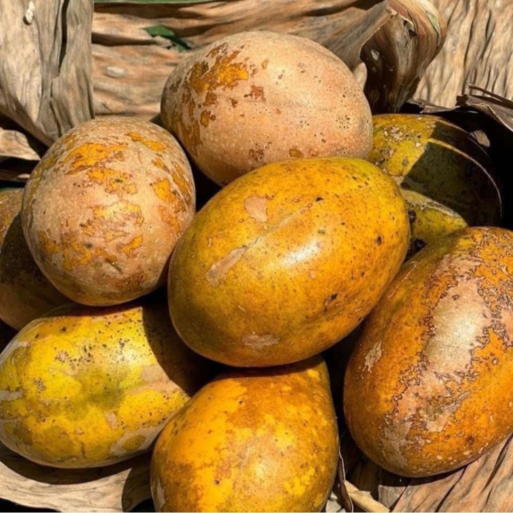 1kg ]] trái CÓC CHÍN CÂY .CÓC MIỀN TÂY.NGỌT THƠM .CHẤM MUỐI TÔM BÁ