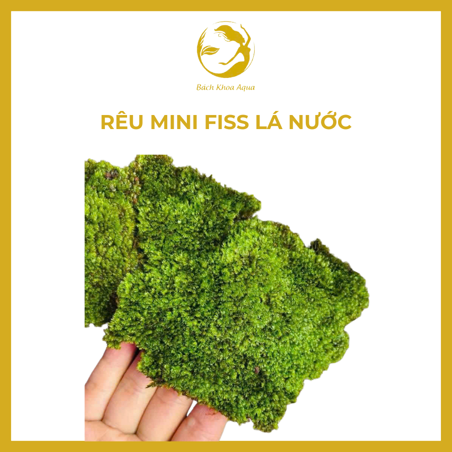 Rêu Minifiss lá nước - Hộp 5 tấc | Shopee Việt Nam