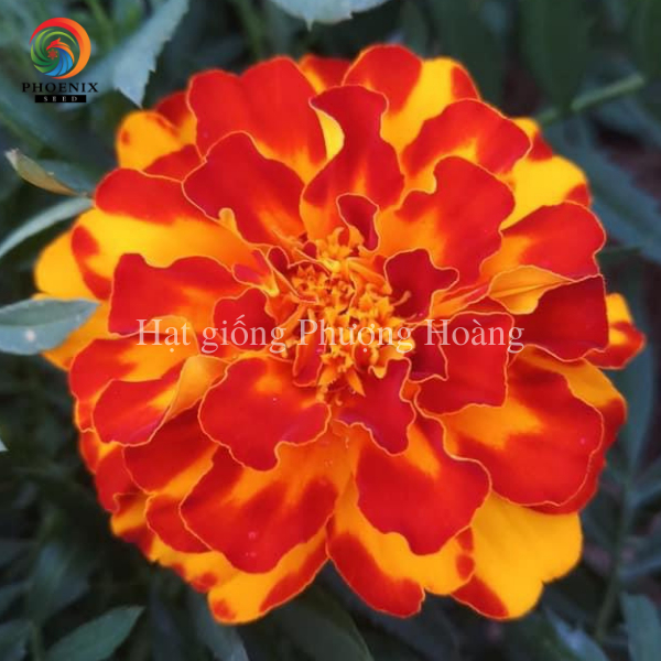Hoa Vạn Thọ Ban Mai MAR108 Hạt Giống Phượng Hoàng