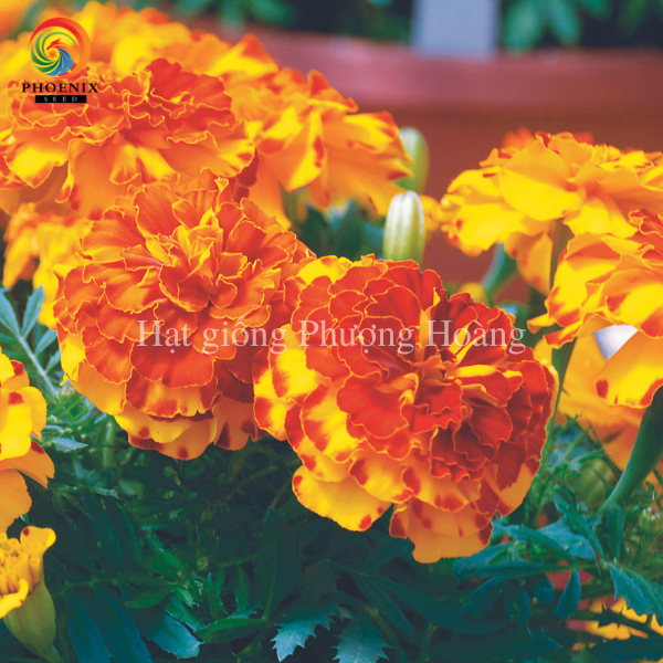 Hoa Vạn Thọ Ban Mai MAR108 Hạt Giống Phượng Hoàng