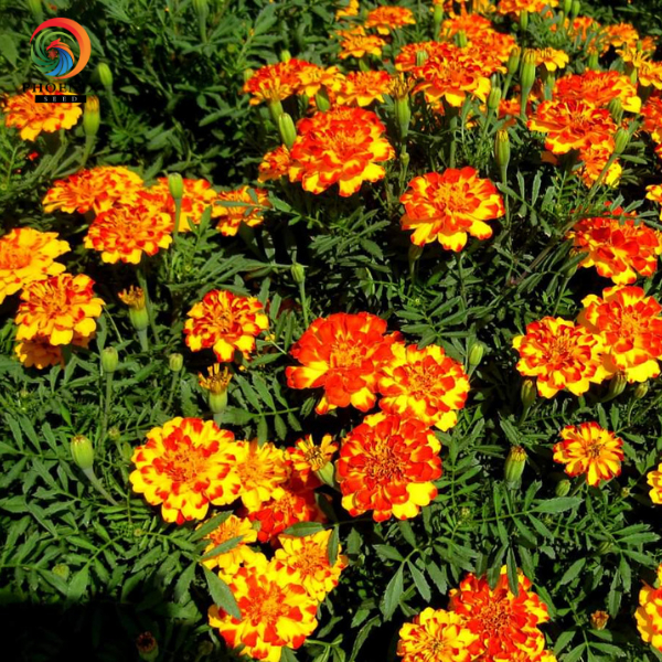 Hoa Vạn Thọ Ban Mai MAR108 Hạt Giống Phượng Hoàng