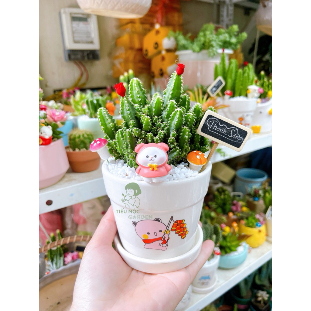 Xương Rồng Mini Để Bàn Kèm Chậu Sứ Trang Trí Đáng Yêu – Quà Tặng Cây ...
