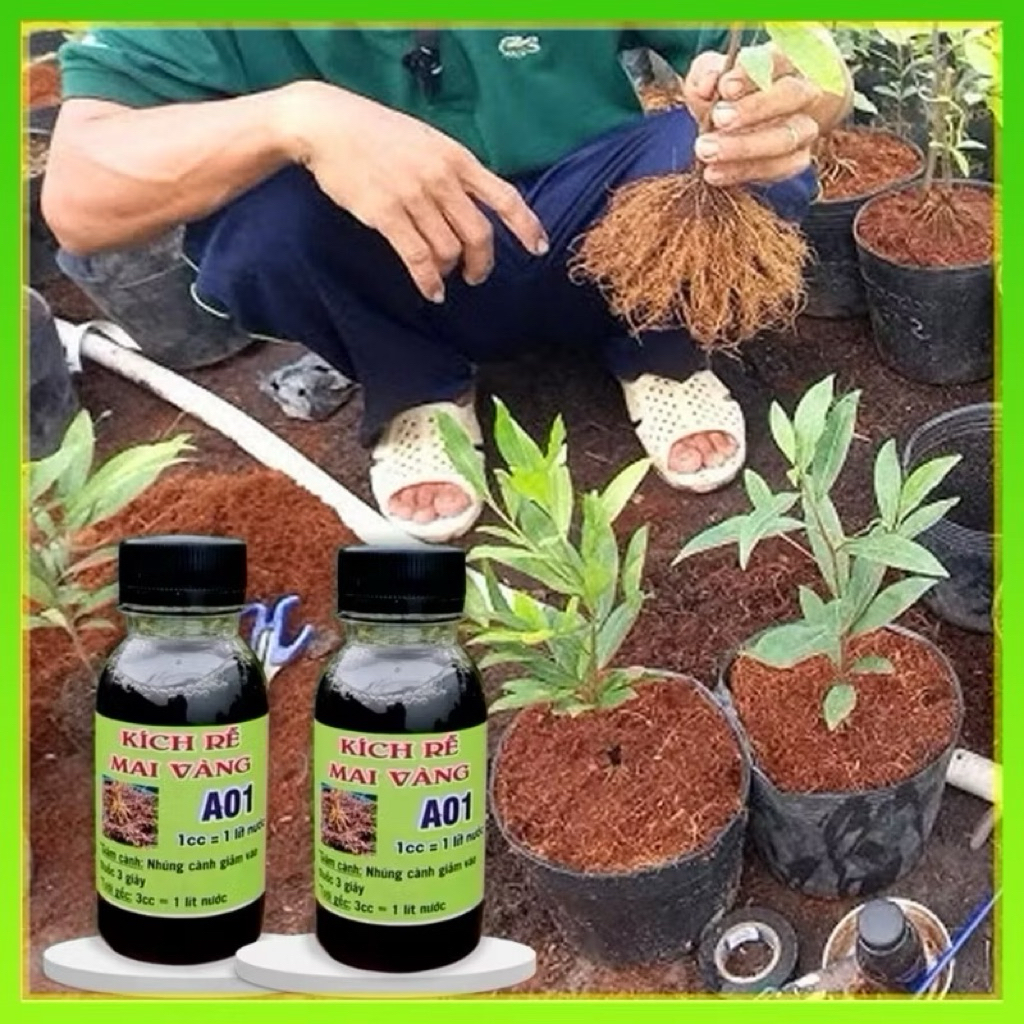 kích rễ A01 siêu kích rễ loại 1