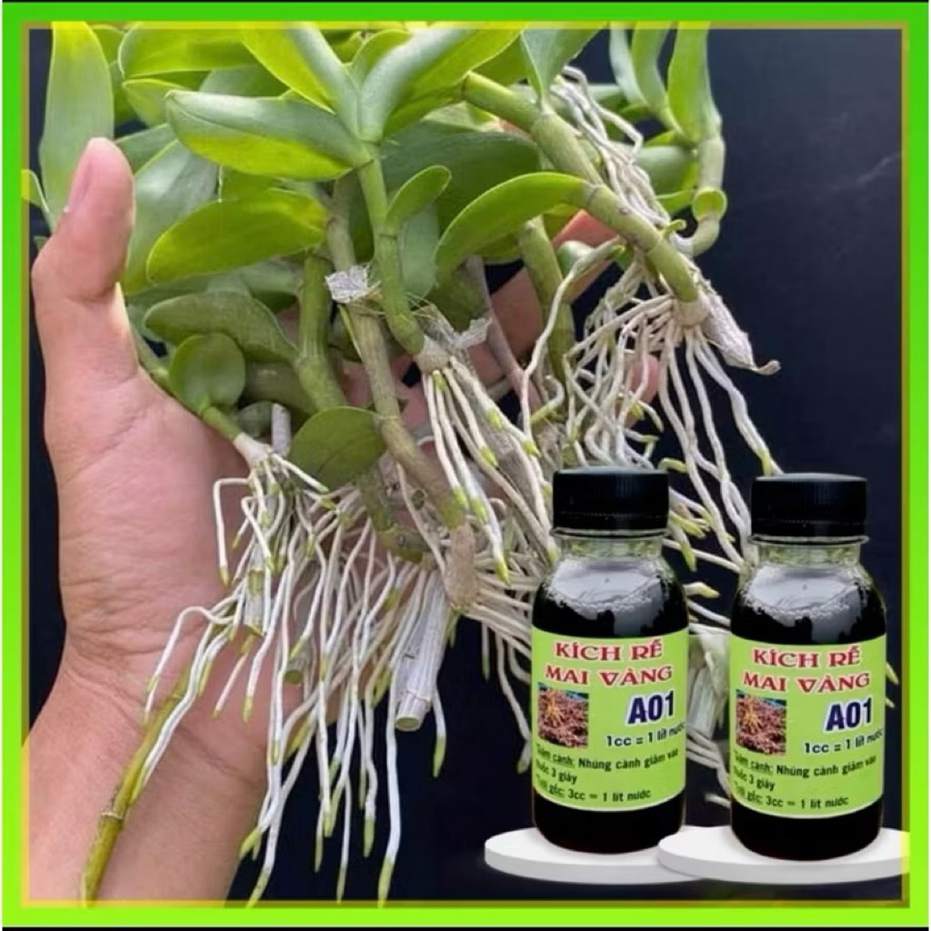 combo 2 lọ kích rễ Mai vàng A01- siêu kích rễ loại 1