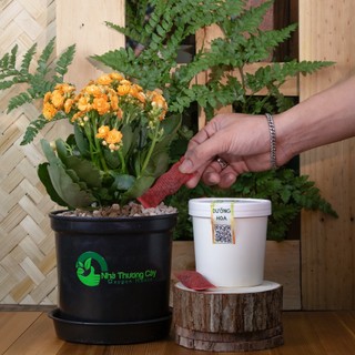 Nhà Thương Cây - Hộp Dưỡng Hoa dinh dưỡng hỗ trợ ra hoa