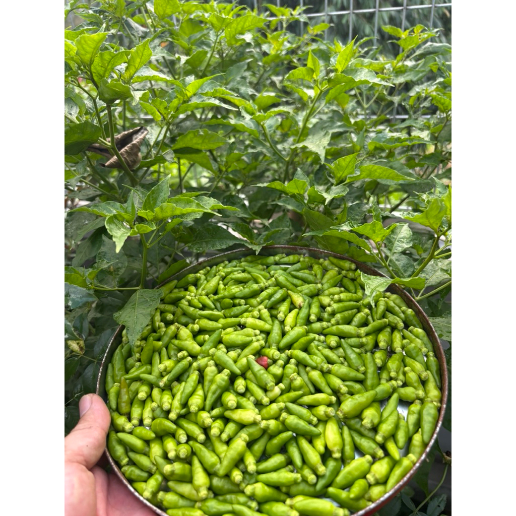 1 chai Ớt xiêm xanh (ớt thóc rừng) quả nhỏ, thơm, cay, giòn chuẩn vị ...