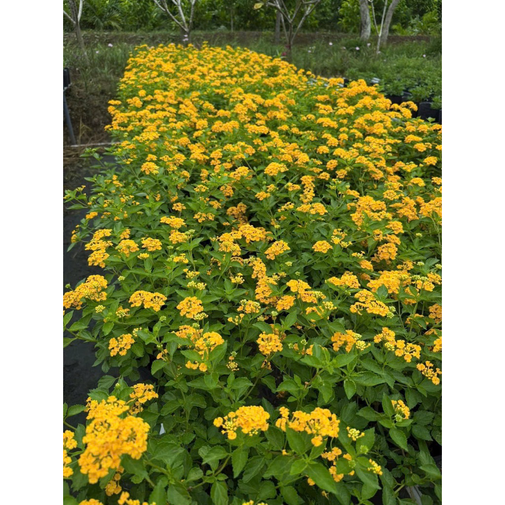 Chậu hoa ngũ sắc, cây hoa trâm ổi tím/ vàng kèm chậu nhựa cứng- Cây hoa ban công Bác Hai Garden