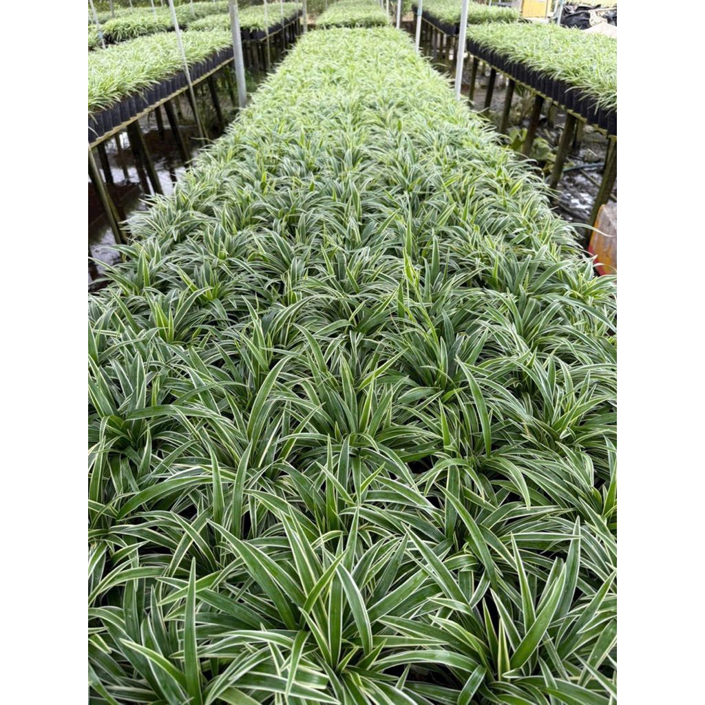 Cây lan chi- dây nhện lớn chậu ươm hoặc men sứ đẹp- Sẳn Ship hỏa tốc- Cây phong thủy, lọc không khí cho văn phòng nhà ở