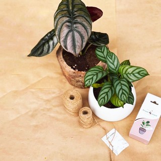 Combo 10 gói Dinh Dưỡng Cho Cây Power 4 Plant Dalat Hasfarm – Chăm sóc cây khỏe đẹp