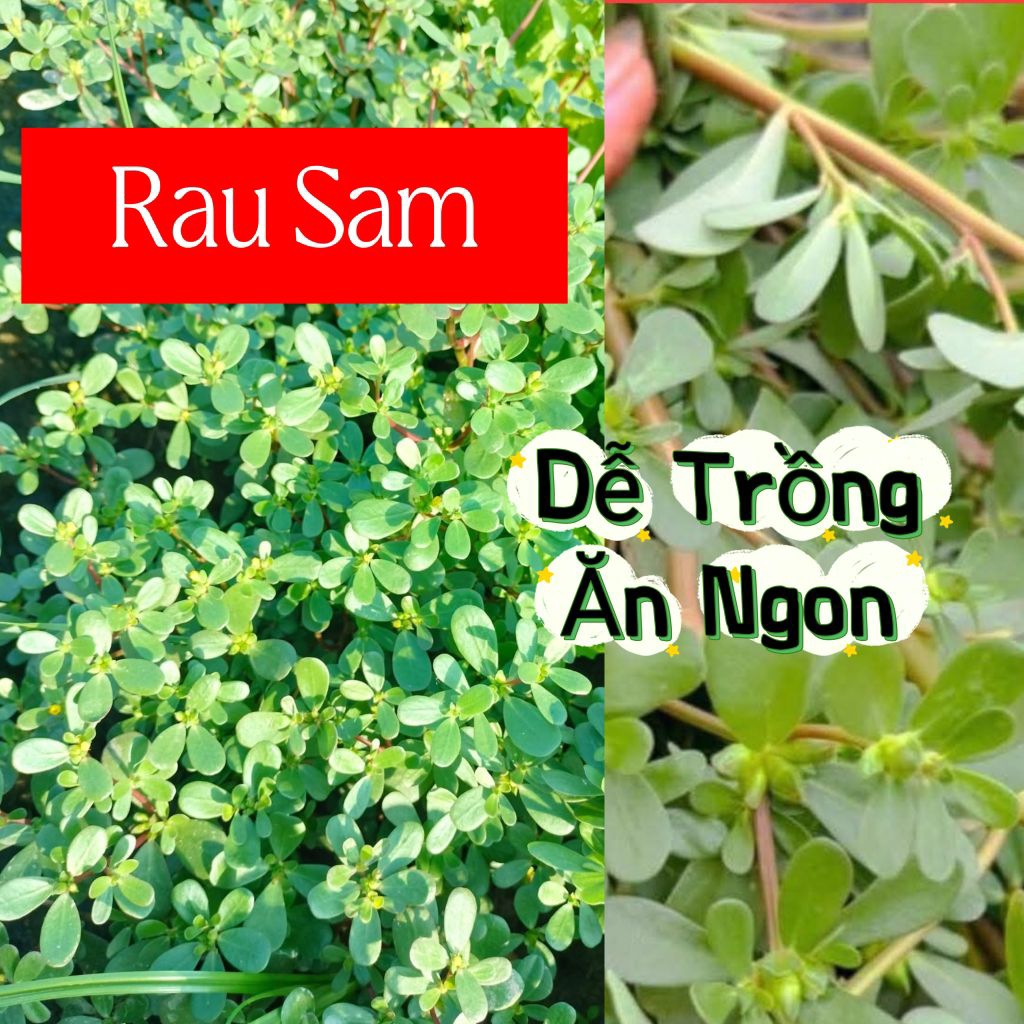 2000 Hạt Giống Rau Sam Dễ Trồng Cực Chất Lượng