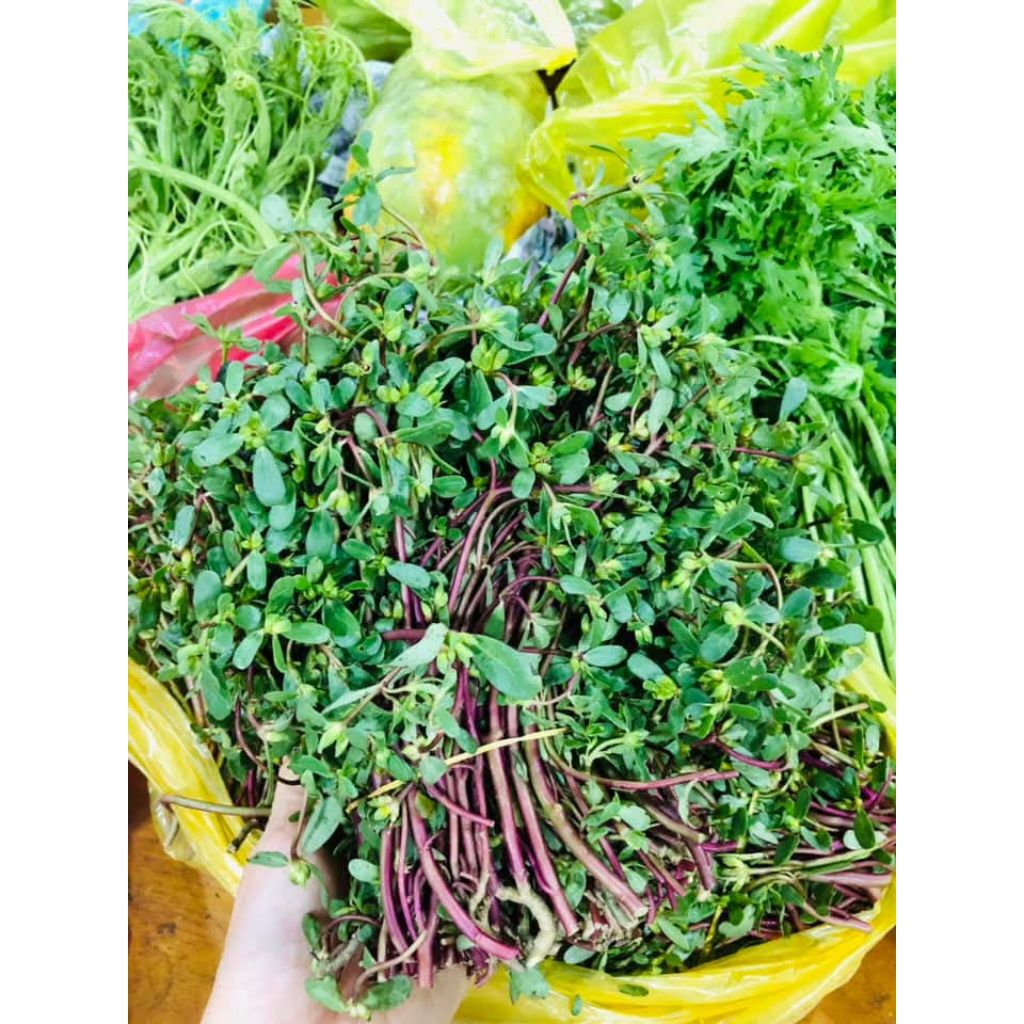 2000 Hạt Giống Rau Sam Dễ Trồng Cực Chất Lượng