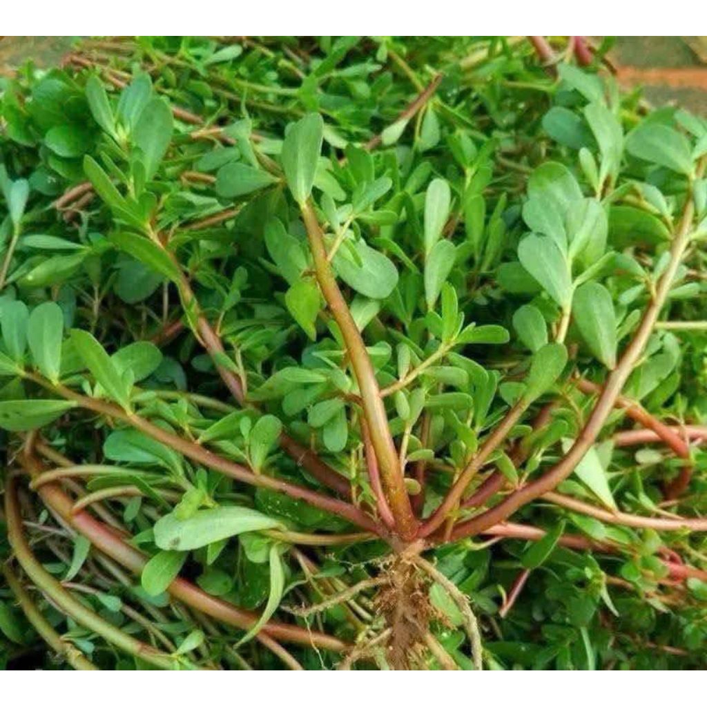 2000 Hạt Giống Rau Sam Dễ Trồng Cực Chất Lượng