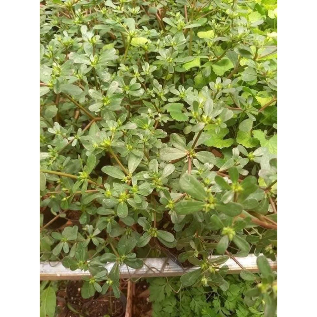 2000 Hạt Giống Rau Sam Dễ Trồng Cực Chất Lượng