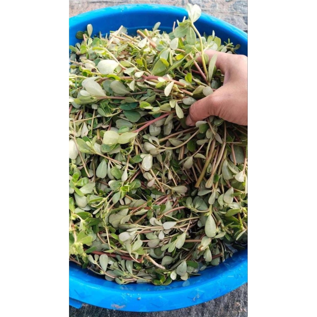 2000 Hạt Giống Rau Sam Dễ Trồng Cực Chất Lượng