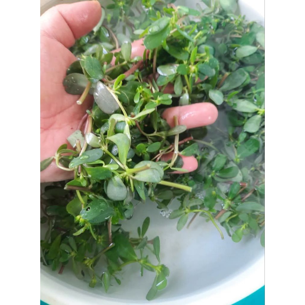 2000 Hạt Giống Rau Sam Dễ Trồng Cực Chất Lượng