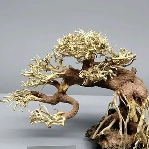 Cây gỗ lũa bonsai dáng đổ bám đá[Tán xương dùng để cấy rêu, đế bằng đá ong đen]