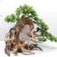 Cây gỗ lũa Bonsai tán Tùng cho hồ nhỏ [Hồ cá từ 20 đến 50cm]]