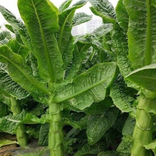 Hạt giống rau Tiến Vua, dễ trồng , sinh trưởng phát triển khoẻ- gói 2 gam