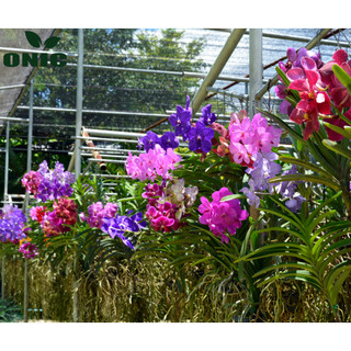 Phân trùn quế nguyên chất ONIC 5kg (Phân bón hữu cơ giàu dinh dưỡng cho rau sạch, hoa kiểng...)